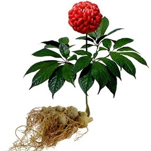 Ginseng in the composition is